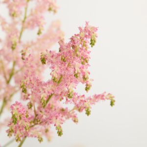 Rosa Astilbe - 5 Stiele