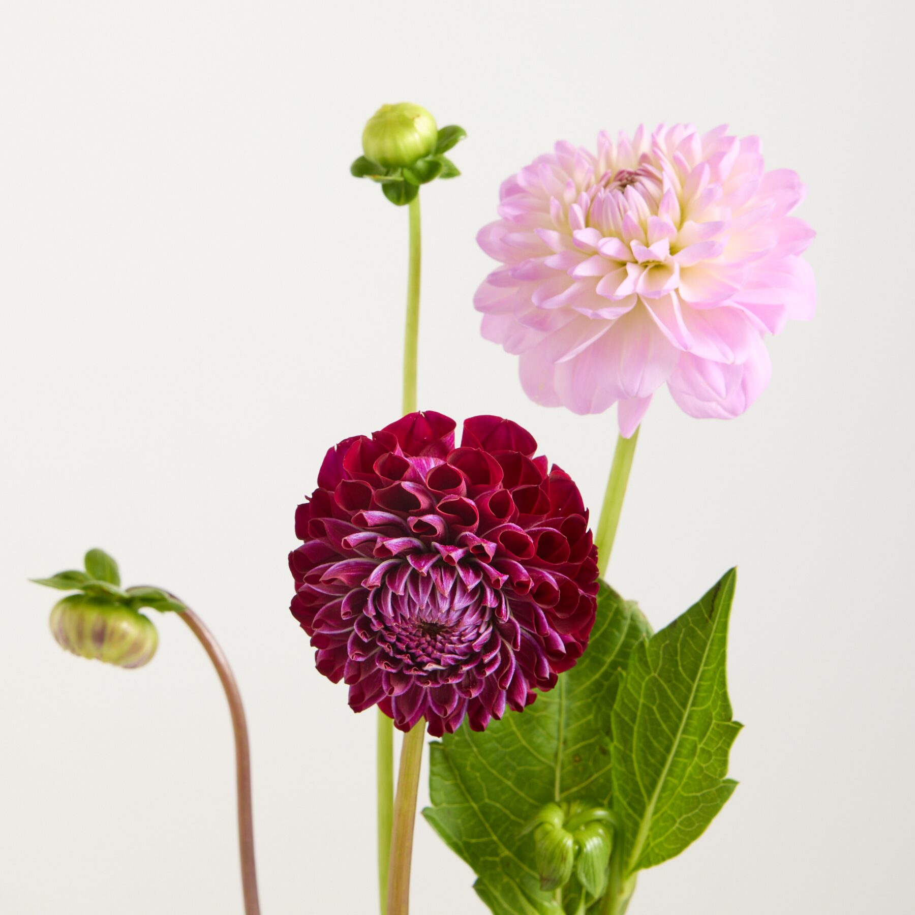 Lila Dahlien