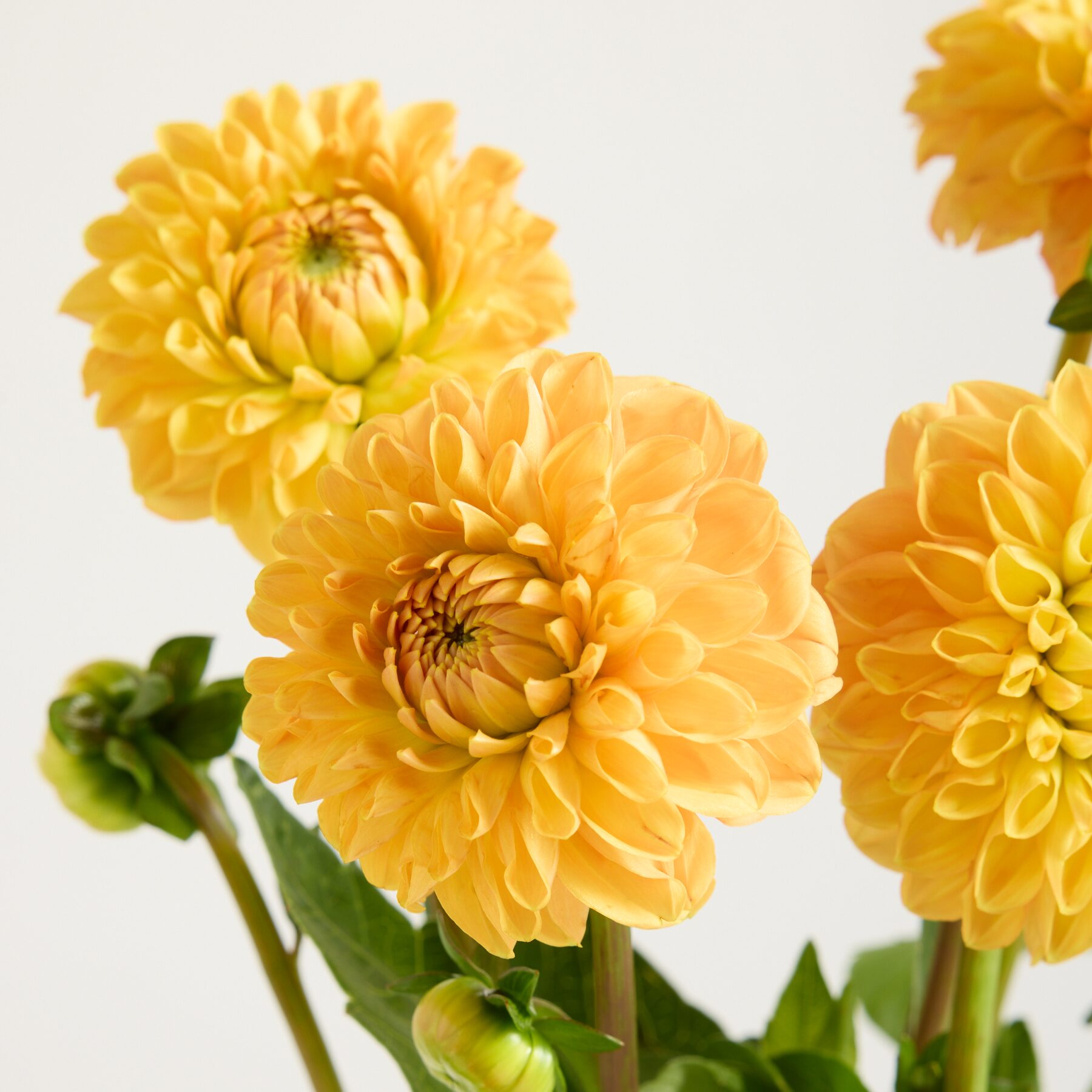 Orange Dahlien – Bild 2