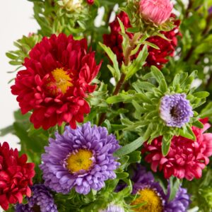 Bunte Sommerastern