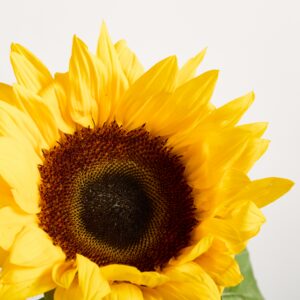 Sonnenblumen
