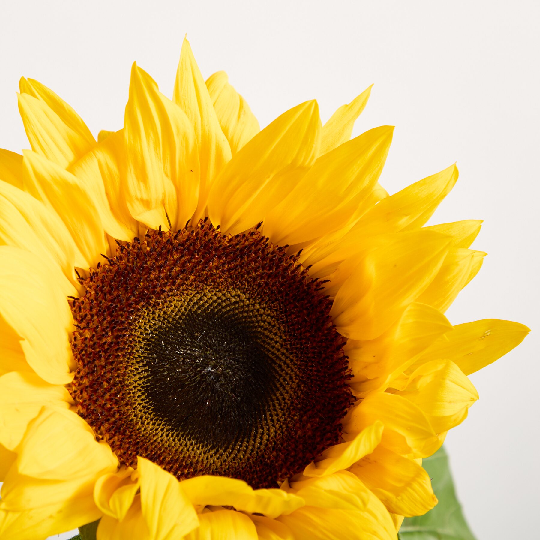 Sonnenblumen