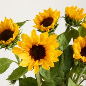 Sonnenblumen 'Sonja' - 7 Stiele