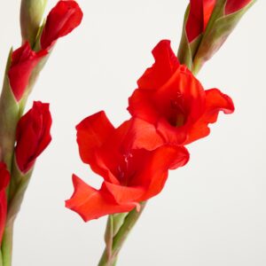 Rote Gladiolen