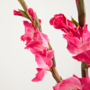 Pinke Gladiolen