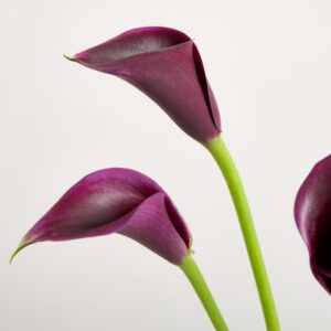 Lila Calla