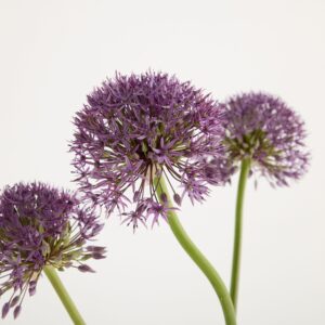 Lila Allium ‚Summerdrummer‘ Lila Allium ‚Summerdrummer‘