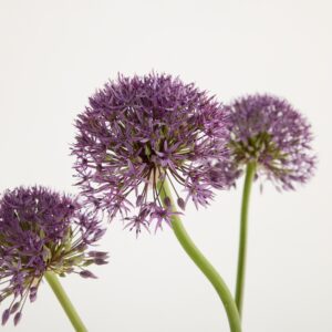 Lila Allium 'Summerdrummer'
