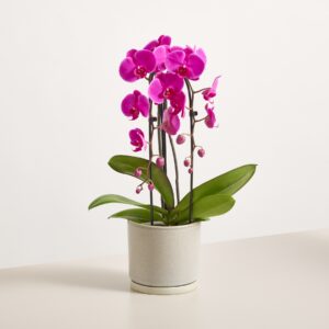 Orchidee 'Cascade Free Ride'