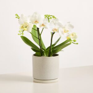 Orchidee 'Tablo'