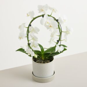 Orchidee Bogen
