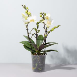 Orchidee 'Lausanne'
