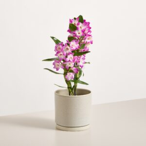 Dendrobium-Orchidee 'Purple Rain'