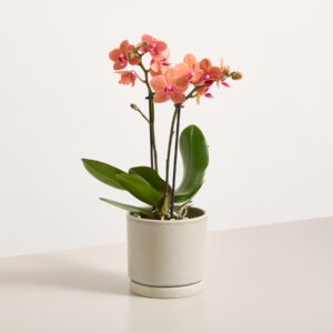 Orchidee 'Bolzano' Orange-Lila