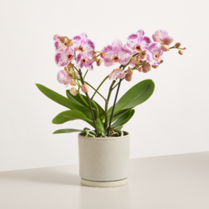 Orchidee 'Tablo Bellini'