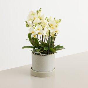 Orchidee 'Bellissimo Bella'