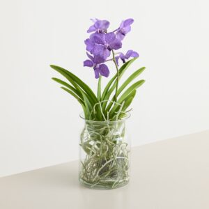 Vanda Orchidee Blau