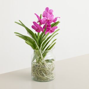 Vanda Orchidee Lila