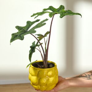 Alocasia Lemon