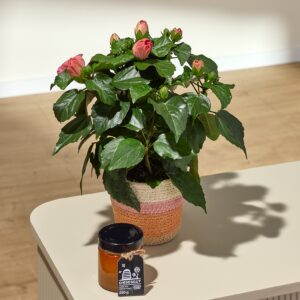 Hibiskus Dreams mit Diebesgut Honig 250g