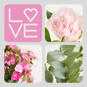 Soft Pfingstrosen Mix