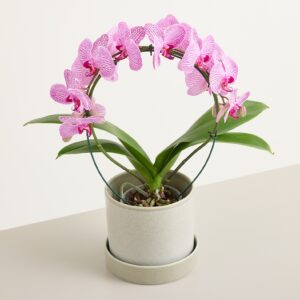 Orchidee Bogen Rosa