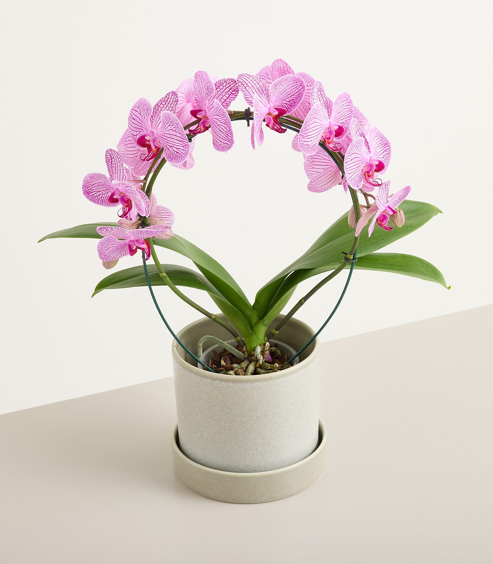 Orchidee Bogen Rosa