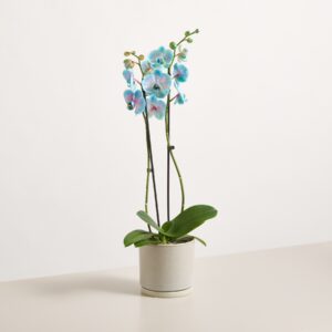 Orchidee 'Bubble Gum'