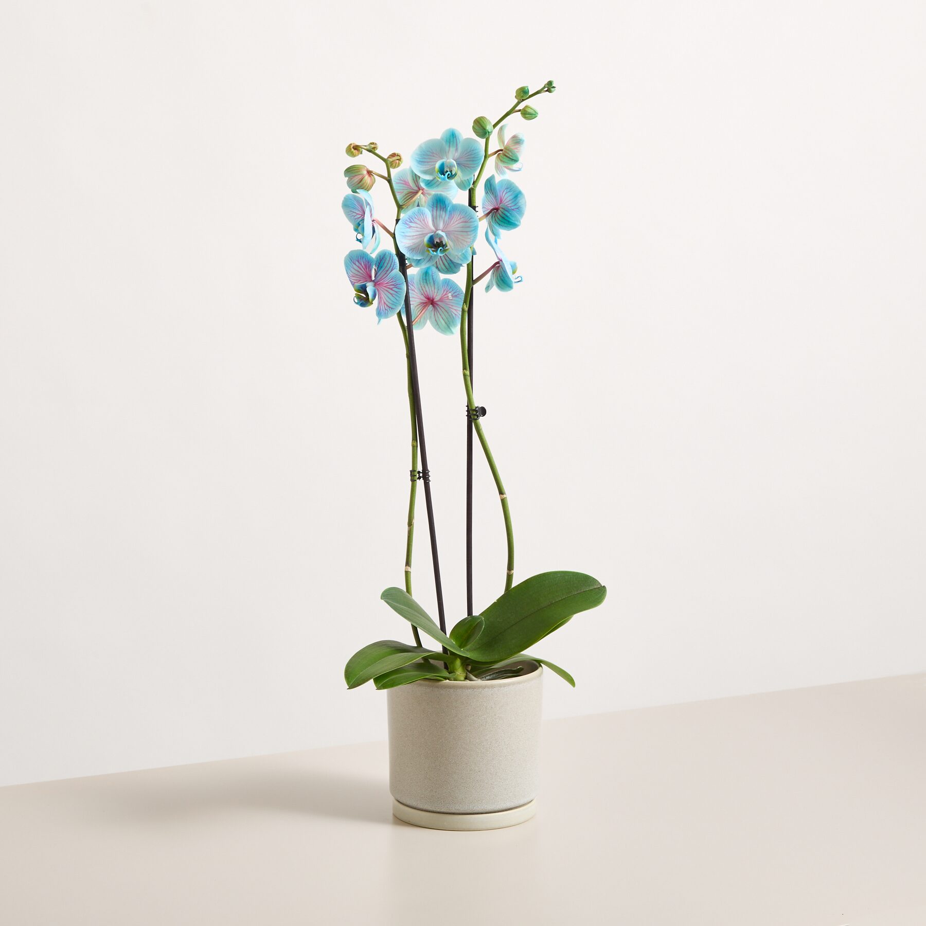 Orchidee 'Bubble Gum'