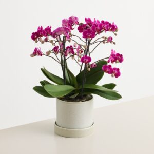 Orchidee 'Bellissimo Amore'