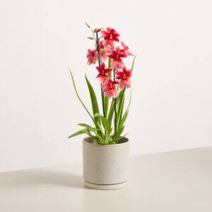 Cambria-Orchidee 'Nelly Isler'