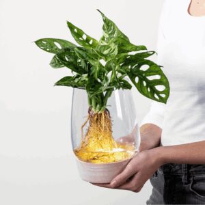 Waterplant 'Monstera' im Glas mit LED