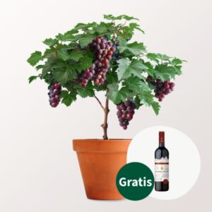 Weinrebe & Rotwein (075 l) im Set