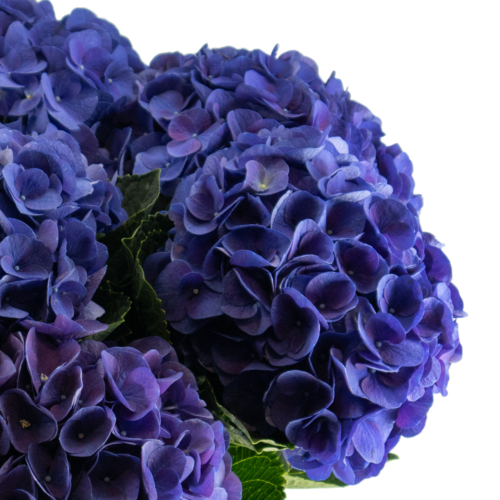 Blauer Hortensien Blumenstrauß – Bild 2