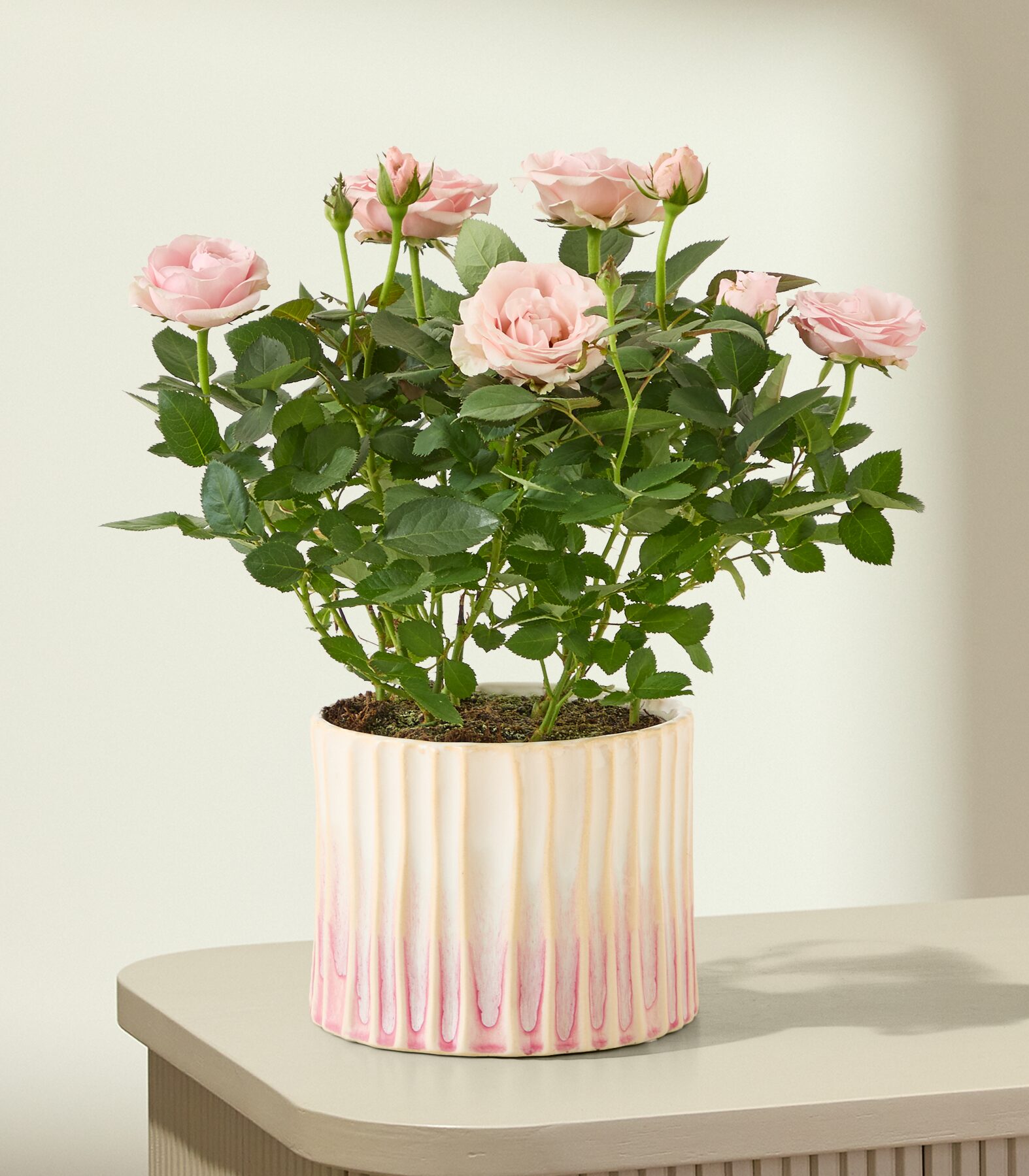 Rosy Pastel