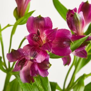 Lila Alstromerien