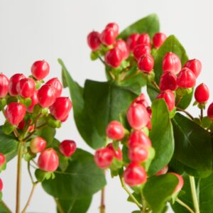 Rotes Johanniskraut ‚Hypericum‘
