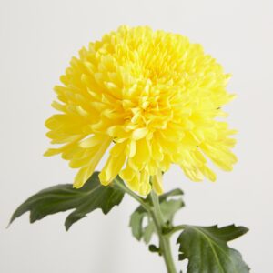 Gelbe Chrysanthemen