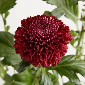 Lila Chrysantheme