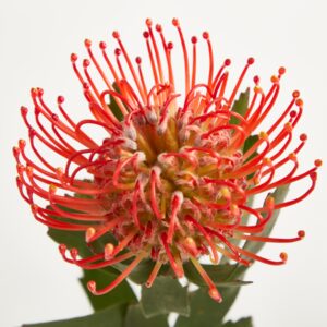 Orange Nadelkissen Protea