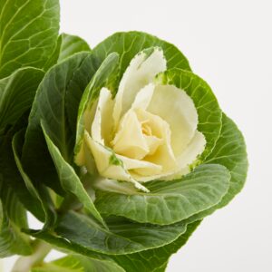 Weißer Zierkohl