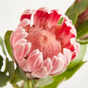 Rosa Protea ‚Pink Ice‘