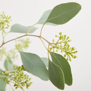 Eukalyptus Frucht – Bund Eukalyptus Frucht – Bund