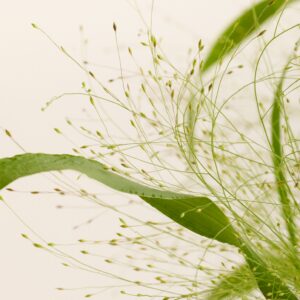 Panicum 'Fountain'