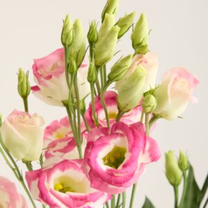 Rosa Lisianthus
