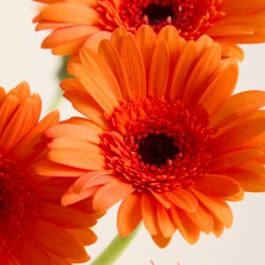 Orange Germini