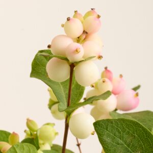 Rosa Schneebeeren