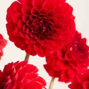 Rote Dahlien