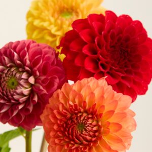 Gemischte Dahlien