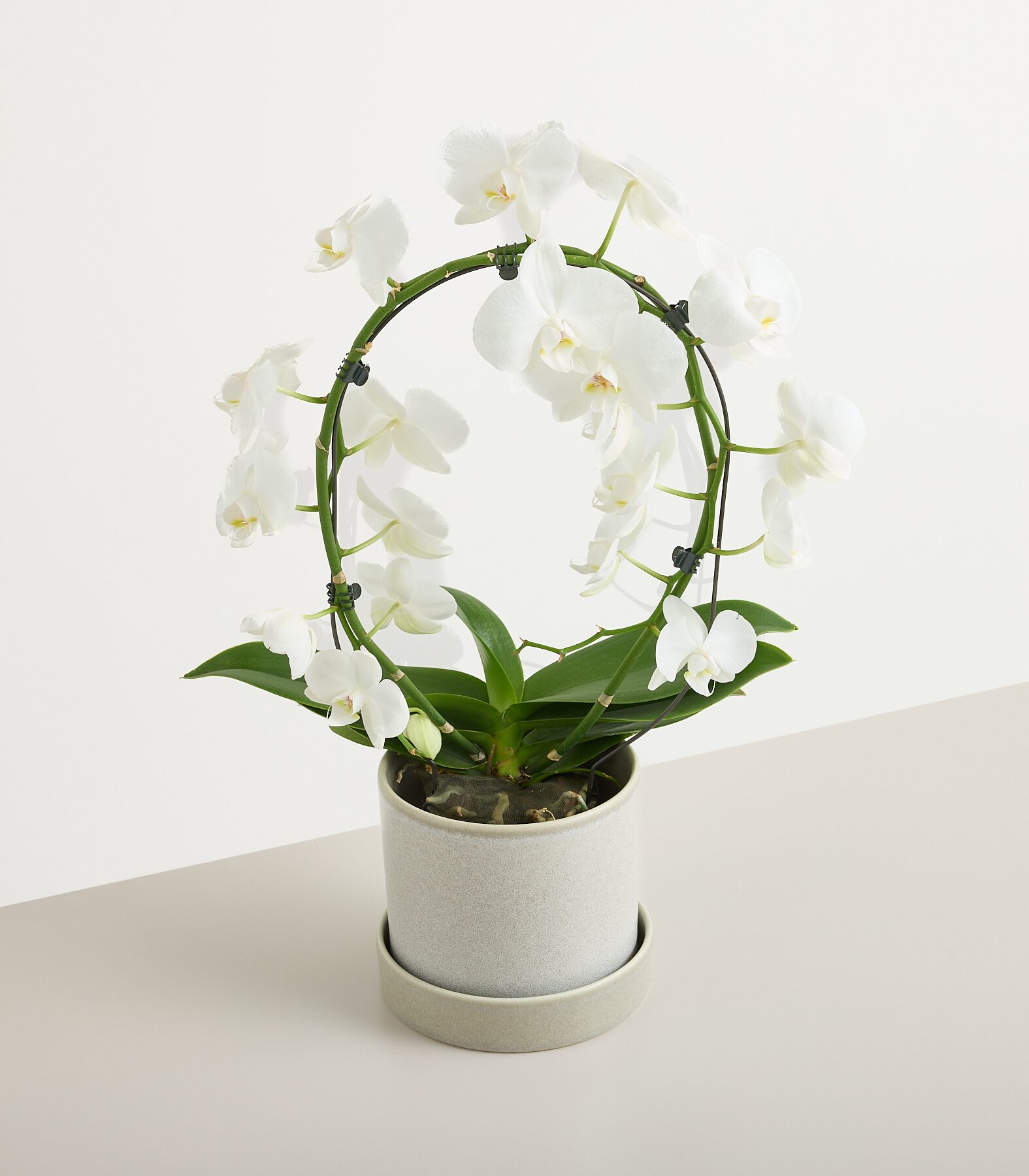 Orchidee Bogen Weiß